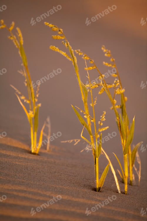 Preview: Namib Desert, Namibia