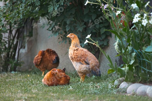 Preview: Free range chicken birds in green garden.