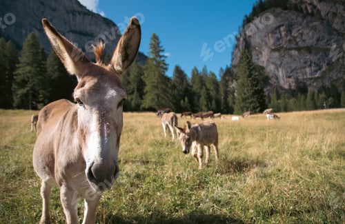 Preview: A donkey in the wonderful landscape of the Dolomites mountains, South Tyrol, Italy