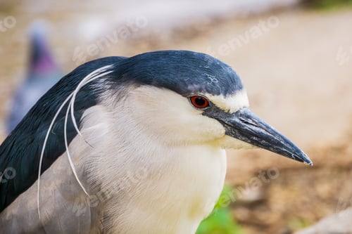 Preview: Close up of Black-crowned Night-Heron - Nycticorax, Lake Merritt, Oakland, California