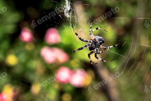 Preview: Closeup of an orb weaver spider on the cobweb.