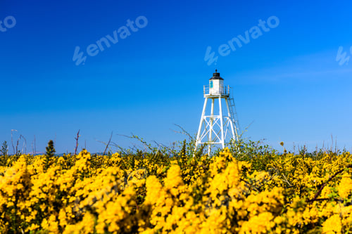 Preview: East Cote Lighthouse at Silloth with Yellow Gorse Flowers against a blue sky