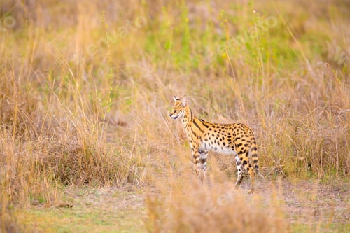 Preview: Wild serval looking after prey in Serengeti
