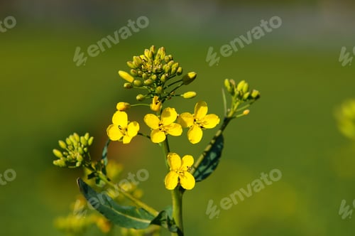 Preview: The rapeseed blooms in spring
