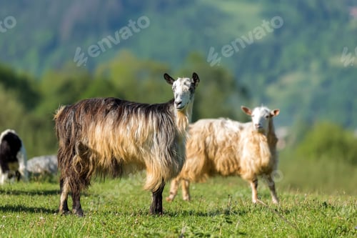 Preview: Goat on the green summer meadow