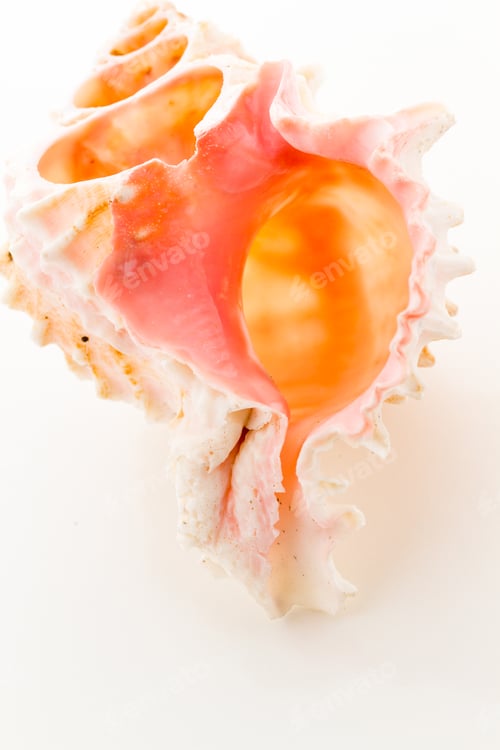 Preview: Sea shell