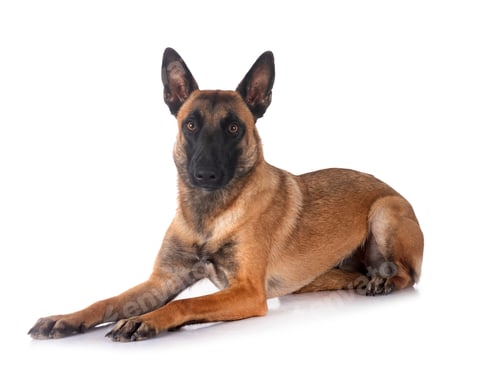 Preview: malinois in studio