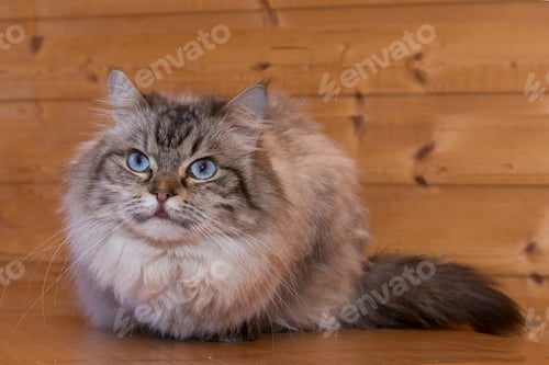 Vorschau: Schöne graue Katze mit blauen Augen