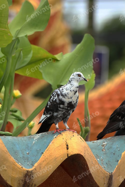 Preview: Gray dove on the roof
