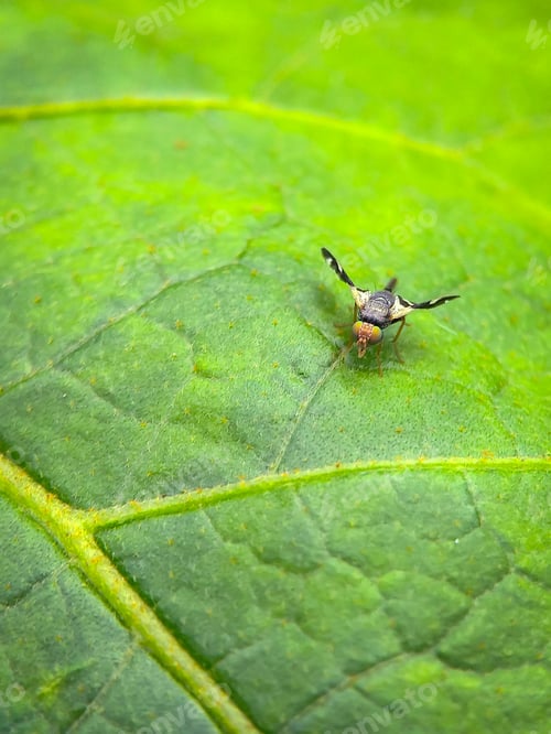 Preview: Urophora is a genus of tephritid or fruit flies in the family Tephritidae.