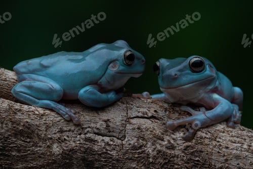 Preview: Blue Dumpy Tree Frogs perched on a tree trunk amidst a contrasting dark backdrop