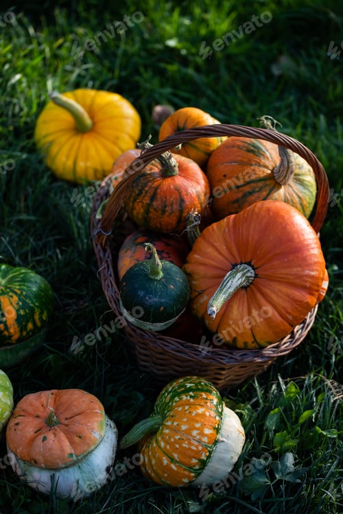 Preview: autumn decorative pumpkins. Thanksgiving or Halloween holiday harvest concept.