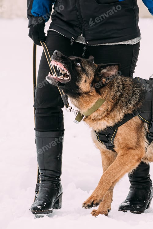 Preview: Training Of Purebred German Shepherd Adult Dog Or Alsatian Wolf Attack And Defence