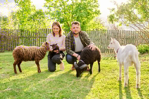 Preview: Small farm with ouessant sheep and goat, portrait of family couple of farm owners