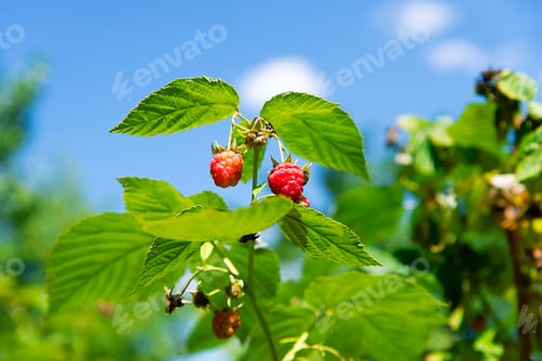 Preview: branch of ripe raspberries in the garden on a green background. Early, early maturing variety
