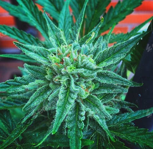 Preview: “Green passion”