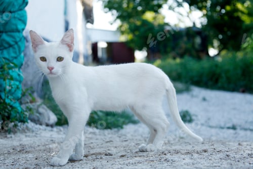 Preview: White domestic cat on the street