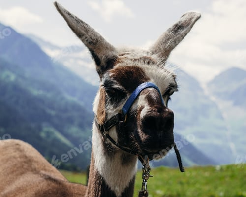 Preview: Closeup shot of a llama at a farm in Austria