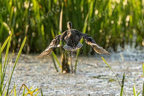 Preview: Female Mallard Begins Flight