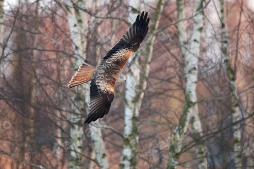 Preview: Red kite (Milvus milvus)