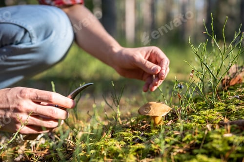 Preview: Man picking edible mushroom in autumn forest with knife in hands, close-up view.