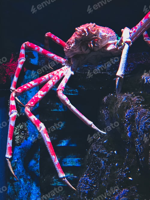 Preview: Japanese Spider Crab underwater in a huge aquarium fish tank