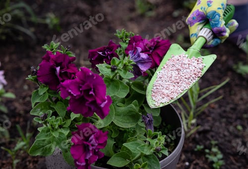 Preview: Gardening Activity in a Backyard With a Green Shovel and Seeds Among Flourishing Plants in Late Spri