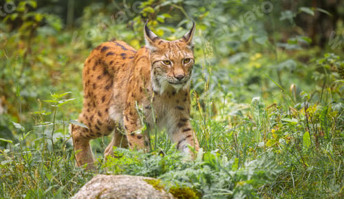 Preview: The Eurasian lynx (Lynx lynx) in the forest.