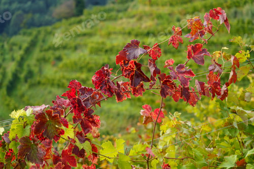 Preview: Vineyards in the park of Curone, Lecco province, Italy