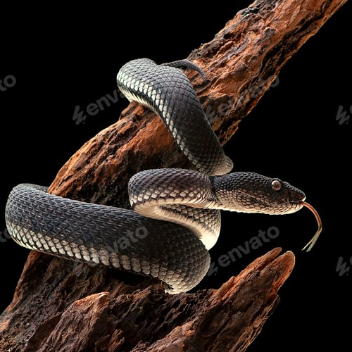 Preview: Black Mangrove Pit Viper Snake Purpureomaculatus on a Tree