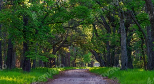Preview: Trees Of Botany Bay Edisto Island, South Carolina