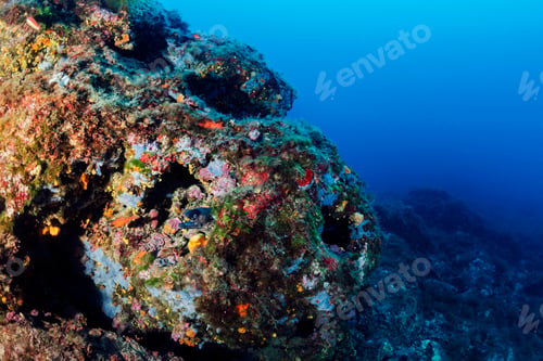 Preview: moray fish poking head out from its hiding place