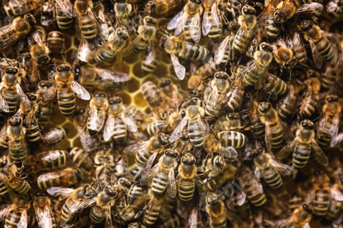 Preview: Busy Beehive Close-Up