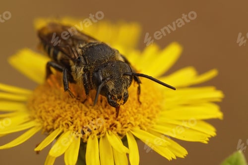 Preview: Closeup on a rare female klepetoparasite , Coelioxys alatus, on yellow flowers Pulicaria dysenterica