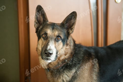 Preview: Selective focus shot of an adorable shepherd dog indoors