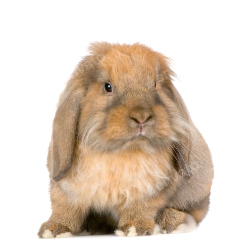 Preview: Lop Rabbit