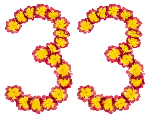 Preview: Numeral 33, thirty three, from natural flowers of primula, isolated on white background
