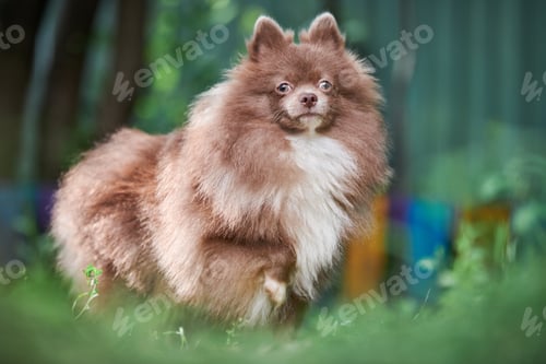 Preview: Pomeranian Spitz dog in garden