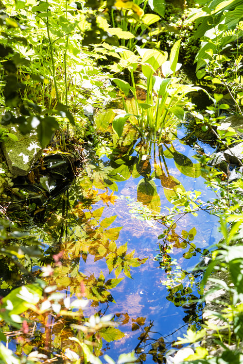 Preview: deep puddle with green twigs reflected on water