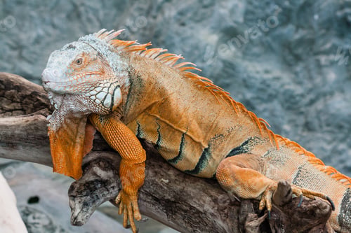 Preview: Iguana lizard sits on a branch