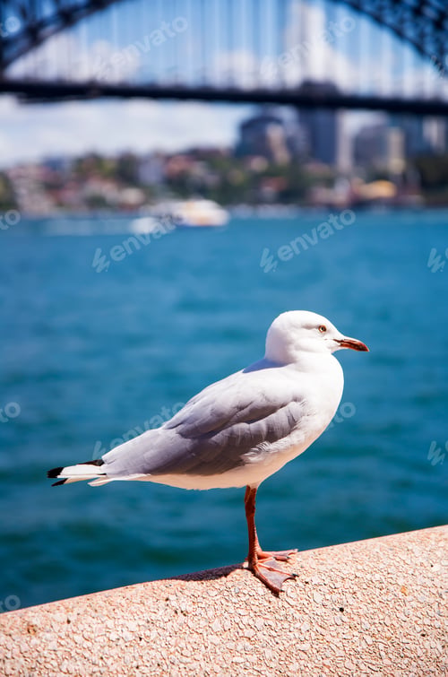 Preview: Seagull in the harbour