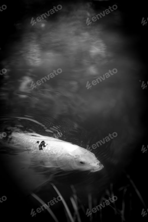 Preview: Carp Koi