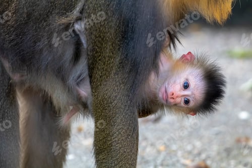 Preview: close-up view of adorable mandrill baby with adult animal, cropped shot