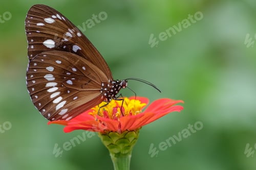 Preview: butterfly