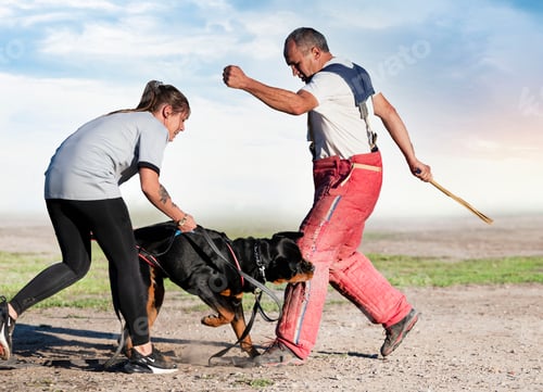 Preview: training of rottweiler
