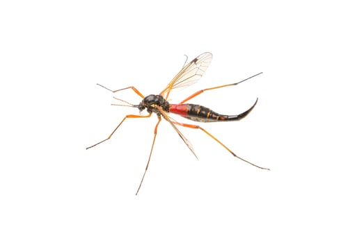 Preview: Crane fliees (Tanyptera atrata) on a white background