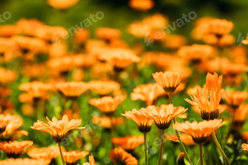 Preview: Orange Flower Of Calendula Officinalis. Medicinal Plant