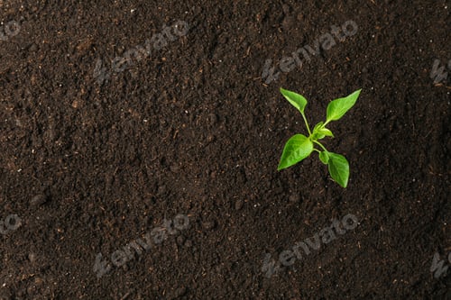 Preview: Green sprout in black soil, space for text and top view. Environmental protection. Agriculture