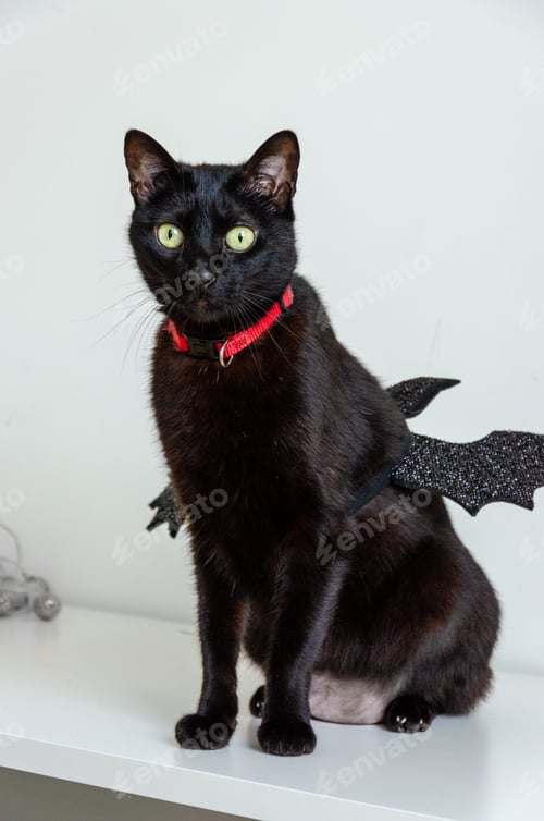 Preview: black cat using bat wings for halloween