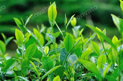 Preview: Tea trees in spring